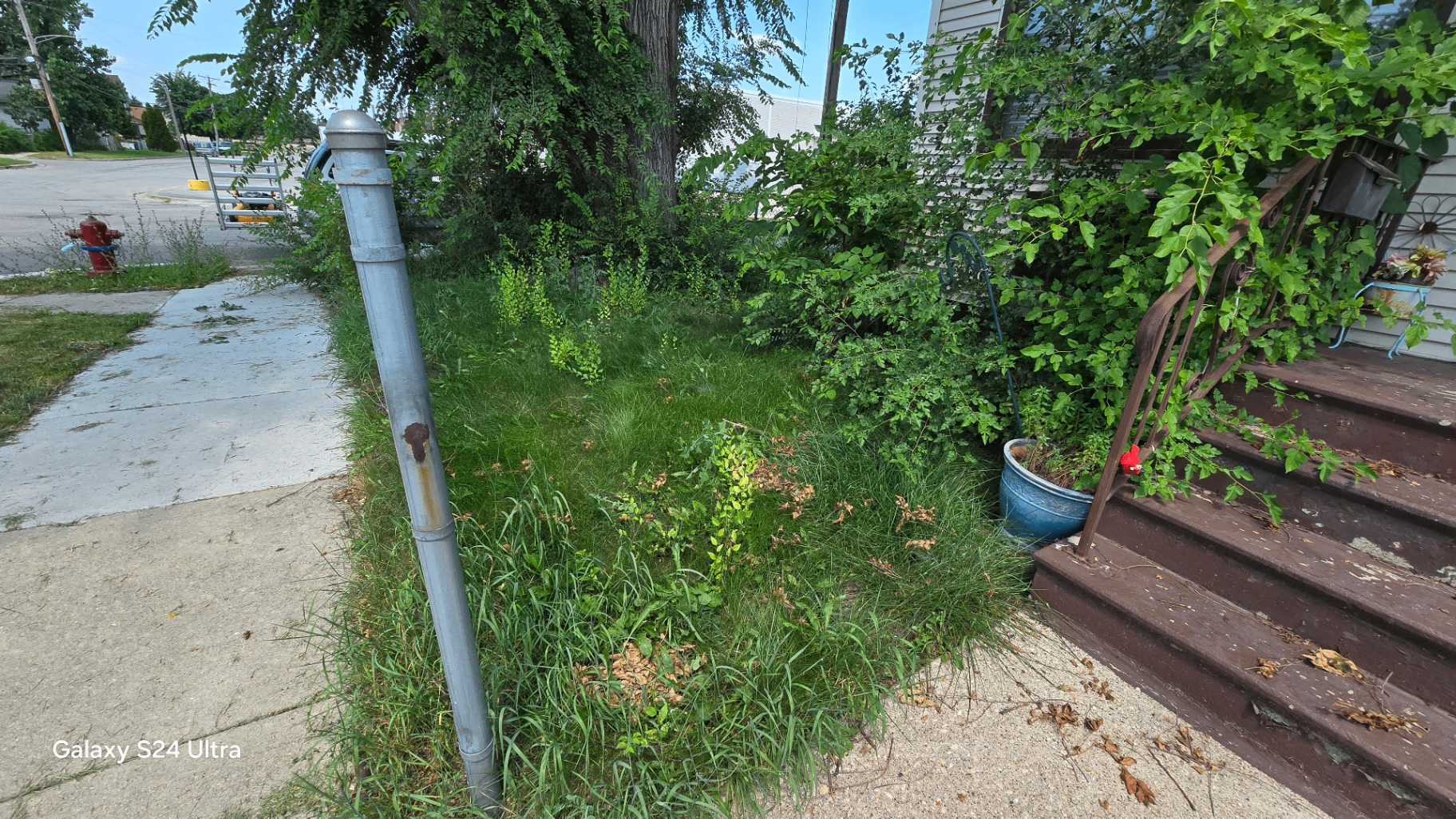 Weeds and volunteer saplings taking over a parkway and front garden bed beside a home's front steps