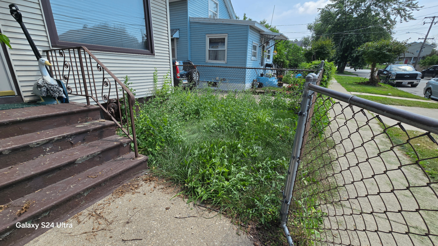 Overgrown front yard of a Joliet-area home with knee-high weeds along the walkway and chain link fence